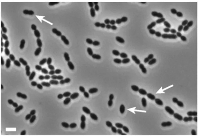 Figure  1:  Phase contrast image of pneumococcus R6  cells.  Arrows indicate a single cell, a diplococcus and a  chain of pneumococci
