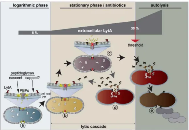 Figure 7: Model of the mode of action of LytA during pneumococcus growth, from (Mellroth, et al., 2012)