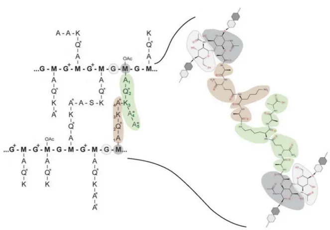 Figure 11: Representation of the chemical variations found in the peptidoglycan of pneumococcus, and detail  of a tetra-pentapeptide cross-link