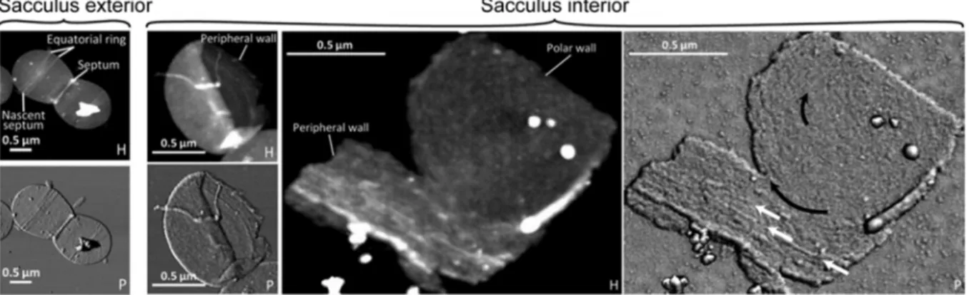 Figure  12:  Atomic Force Microscopy height (H) and phase (P) images of pneumococcus sacculi