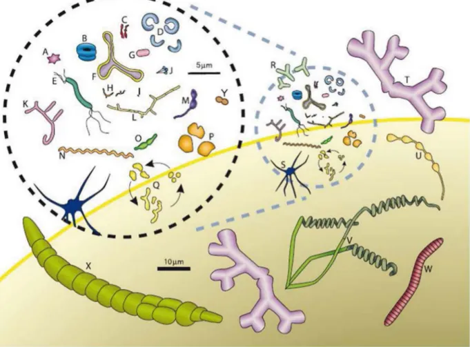 Figure 17: Bacterial shapes, adapted from (Young, 2006).  Bacteria are represented according to the scale bars