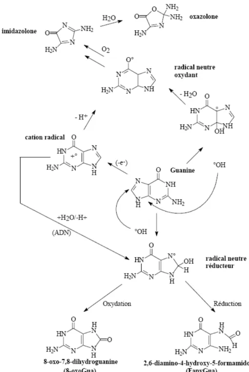 Figure 13. Produits d’oxydation générés par réaction du radical ˙OH sur la base  guanine (d’après Cadet et al., 1997)