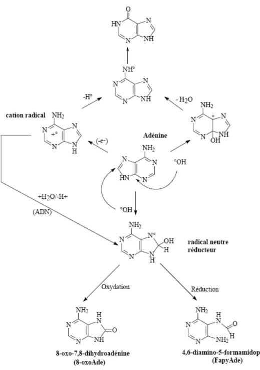 Figure 14. Produits d’oxydation générés par réaction du radical ˙OH sur la base  adénine (d’après Cadet et al., 1997)
