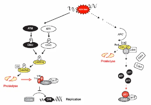 Figure 16. Une voie de transduction menant à l’arrêt d’une cellule en phase G1 du  cycle cellulaire (Bartek &amp; Lukas, 2001)