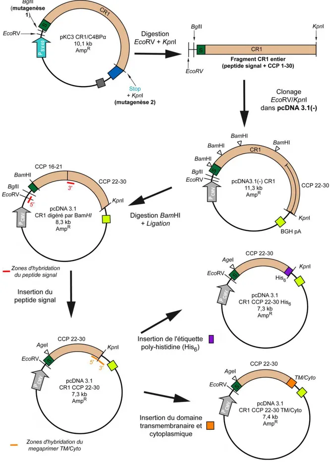 Figure 2.4 : Schéma de la construction des vecteurs pcDNA 3.1 CR1 CCP 22-30 et pcDNA 3.1 CR1 CCP  22-30 TM/Cyto