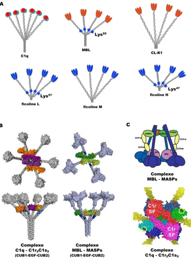 Figure 1.5 : Structure des collagènes de défense et association avec les protéases 