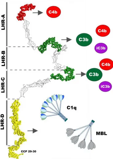 Figure 1.12 : Représentation schématique des  sites de fixation de C3b, C4b, C1q et MBL sur  CR1/CD35 