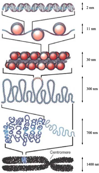 Figure 3: L’organisation chromatinienne de l’ADN