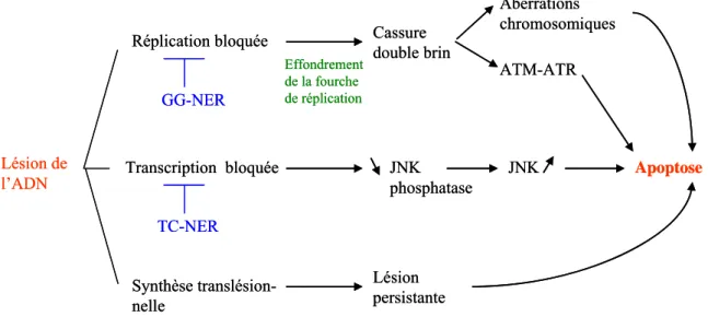 Figure 9: Les différentes voies conduisant à l’apoptose après l’apparition de lésions  dans l’ADN.Lésion de l’ADN Réplication bloquée Transcription  bloquéeSynthèse translésion-nelle Cassure  double brinEffondrement de la fourche de réplicationGG-NERTC-NER