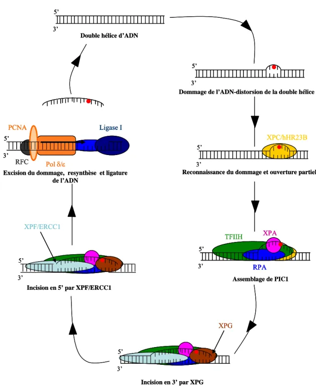 Figure 17: Les différentes étapes de la GG-NER XPC/hHR23BXPGXPF/ERCC15’3’5’3’TFIIHXPARPA5’3’5’3’5’3’RFCPCNAPol δ/εLigase I5’3’5’3’