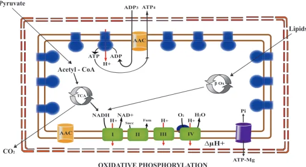 Figure 1.4: Schematic representation of the mitochondrial adenylate carriers and their physiological implication on oxidative phosphorylation process