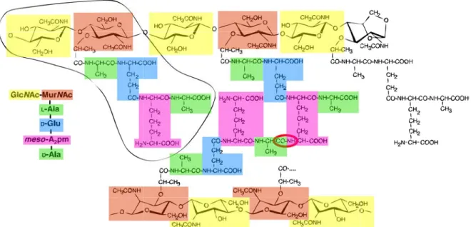 Figure 1.3: Structure of the peptidoglycan of Escherichia coli. The glycan strands consist of alternating, β-(1,4)-linked GlcN Ac and MurN Ac residues, and are terminated by a 1,6-anhydroMurN Ac residue