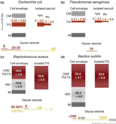 Figure 1.4: Dimensions of cell envelope layers, isolated peptidoglycan and glycan strands in Gram-negative (a, b) and Gram-positive (c, d) species