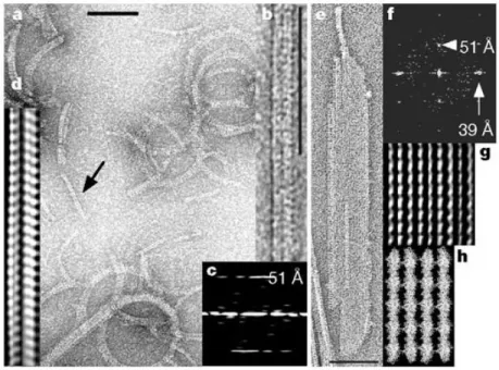 Figure 2.2: MreB polymers. Typical view of MreB filaments (a), double filaments (b, d: filtered image, c: diffraction image), and MreB sheets (e, g: filtered image, f: diffraction image) in different buffer conditions