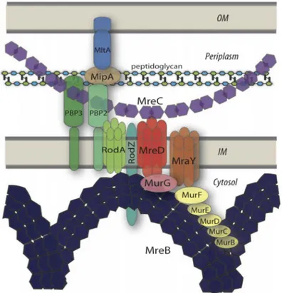 Figure 2.6: Model depicting the peptidoglycan biosynthesis machinery. Schematic view of inter- inter-actions within peptidoglycan biosynthesis pathway, focusing on the crucial role of Mre proteins in spatially organizing other actors of peptidoglycan biosy