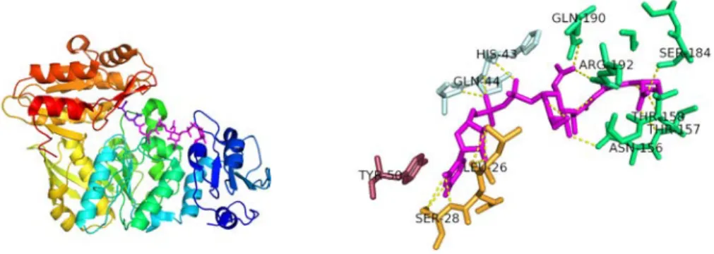 Figure 3.5: Interaction of M. tuberculosis MurE with its UDPMurNAc substrate. Hydrogen-