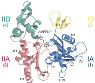 Figure 3.16: Structure of MreB in complex with AMPPNP. From van den Ent et al., 2010 [35].