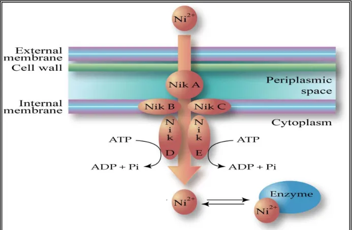 Figure 2.2-4 : Système de transport du nickel, du type ABC, codé par l'opéron nikABCDE d'E