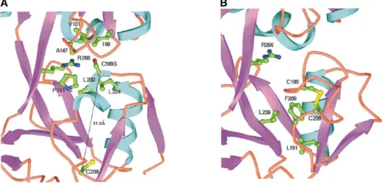 Figure III.2 : représentation de l’environnement des cystéines réactives d’OxyR (Choi et al., 2001)