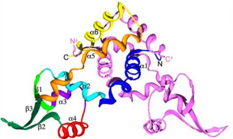 Figure III.7 : structure cristallographique de la protéine OhrR (B. subtilis) sous la forme réduite (Hong et al.,  2005)