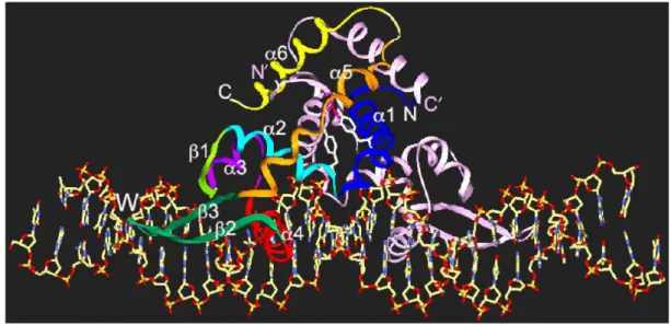 Figure III.8 : représentation de la structure cristallographique du complexe OhrR/ADN (Hong et al., 2005)