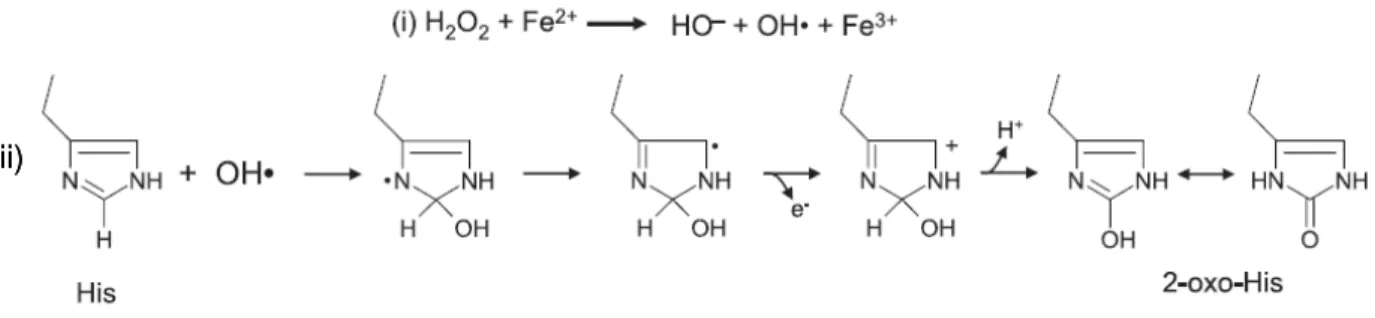 Figure III.11 : formation de 2-oxo-histidine. Le radical hydroxyle, généré par une réaction de type Fenton (i),  réagit rapidement avec un ligand histidine (ii)