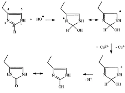 Figure IV.1 : addition du radical hydroxyle en position C 2  du cyle imidazole de l’histidine