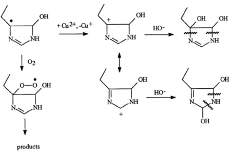 Figure IV.2 : addition du radical hydroxyle en position C 5  du cyle imidazole de l’histidine