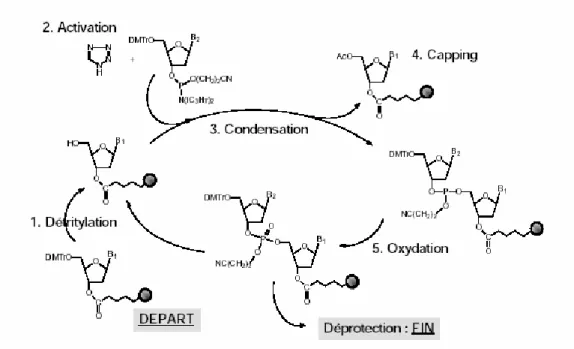 Figure 18: Cycle de condensation pour la synthèse d'ADN par la voie des phosphoramidites 