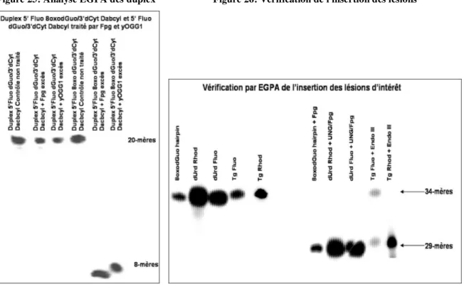 Figure 25: Analyse EGPA des duplex  Figure 26: Vérification de l'insertion des lésions 