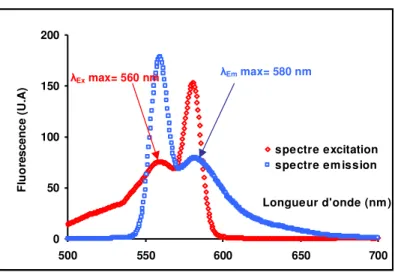 Figure 32: Spectres d’excitation et d’émission de la sonde dUrd Rhod (100 nM)  050100150200 500 550 600 650 700 Longueur d'onde (nm)Fluorescence (U.A)spectre excitationspectre emission