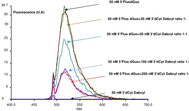 Figure 33: Spectres de fluorescence reflétant l’évolution de fluorescence de 50 nM 5’Fluo dGuo linéaire en  présence de son complémentaire 3’dCyt Dabcyl 