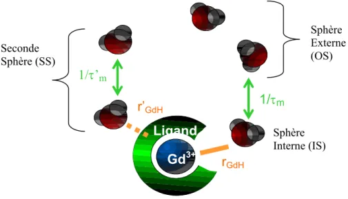 Figure I. 8 : Représentation schématique d’un complexe de Gd(III). τ m  est le temps de résidence d’une  molécule d’eau en première sphère (IS), τ’ m  le temps de résidence d’une molécule d’eau en deuxième 