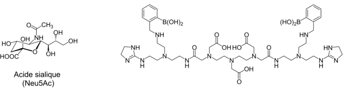 Figure I. 22 : Exemples de ligands utilisés pour la détection de l’acide sialique et sa forme majoritaire  Neu5Ac