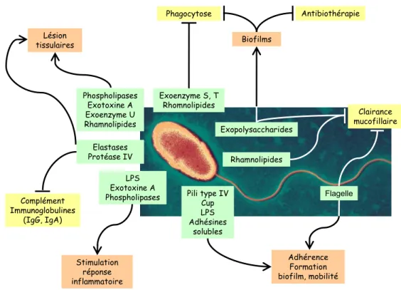 Figure 4 : Les principaux facteurs de virulence de P. aeruginosa  