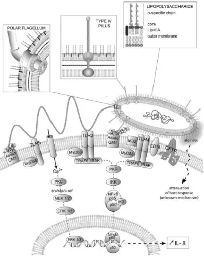 Figure 12 : Principaux TLRs et signalisations impliqués dans la reconnaissance des  facteurs de virulence de surface de P