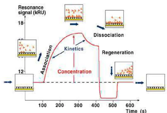 Figure 2.9. Scheme of a classical sensorgram showing the variation of reflectivity during an analysis cycle: 