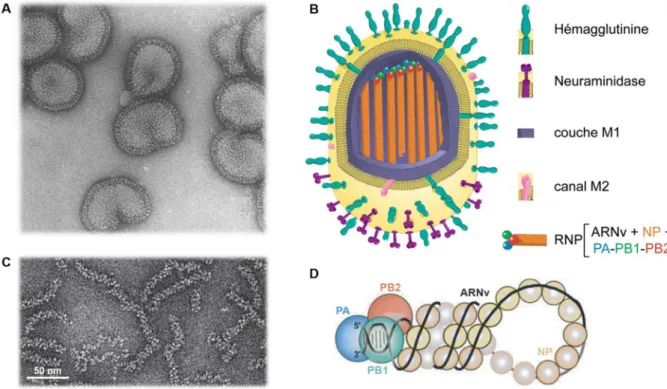 Figure 3 : La particule virale du virus influenza. A/ Photo de particules virales prises en microscopie électronique (Rob Ruigrok, non  publié)