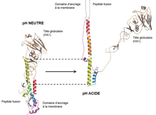 Figure 6 : Changements conformationnels de l’hémagglutinine (HA) à pH acide. Les domaines de HA2 sont représentés en couleurs