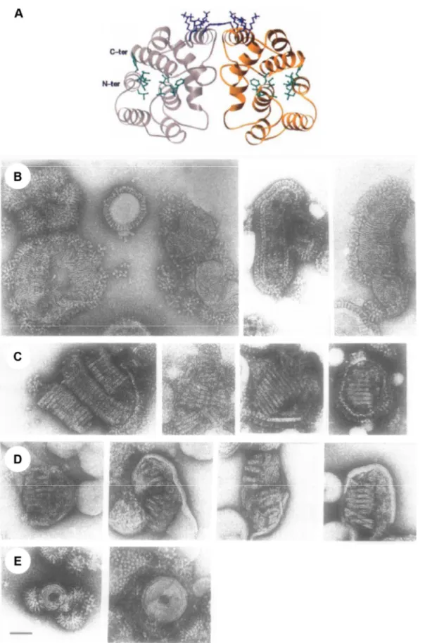 Figure 8 : Structure de la protéine M1 et son organisation au sein de la particule virale