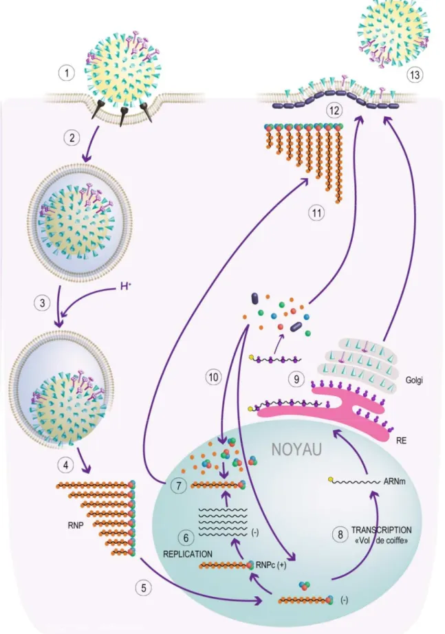 Figure 11 : Cycle viral. (1) Fixation du virus sur les acides neuraminiques cellulaires via ses hémagglutinines de surface et internalisation  par endocytose (2)