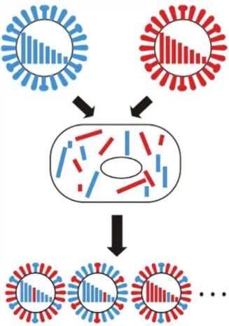 Figure 15 : Réassortiment. Le réassortiment est le mécanisme majeur pour la génération de virus de la grippe pandémiques (Wright et al.,  2013)