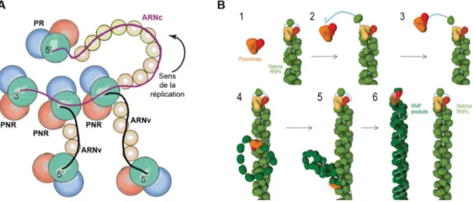 Figure 21 : Modèles pour la seconde étape de réplication de l’ARN du virus influenza. A/ La réplication en trans