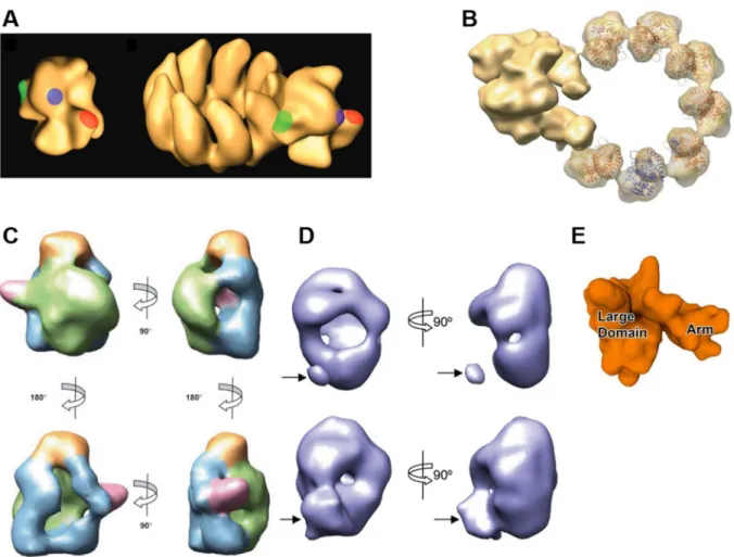 Figure 22 : Reconstructions 3D disponibles de l’ARN-polymérase. A/ Reconstruction 3D de l’ARN-polymérase présente dans une mini- mini-RNP (23 Å de résolution, coloration négative)