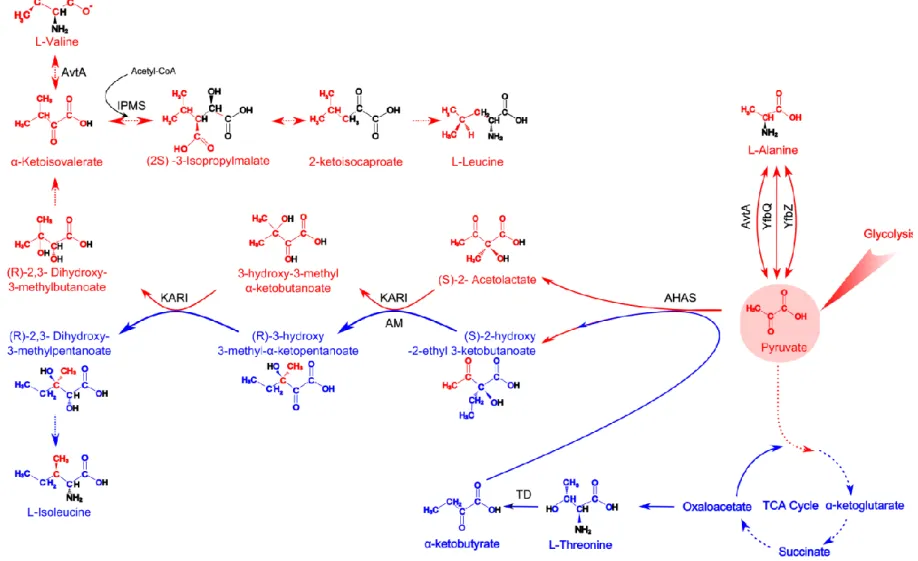 Figure  1.8:  Biosynthesis  of  Ala,  Ile,  Leu  and  Val  in  E.  coli.  The  amino  acids  highlighted  in  red  are  directly  generated  from  pyruvate