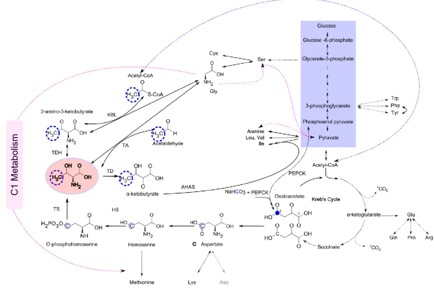 Figure  1.17:  E.  coli  metabolic  pathways  for  Threonine  biosynthesis  and  degradation