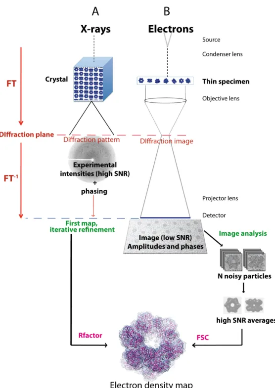 Figure 1.2: Simplified diagram of X‐ray crystallography (A) and cryoEM methods (B). Both techniques  are  based  on  weak  scattering  from  biological  samples,  composed  of  light  atoms.  To  overcome  this  hurdle,  redundancy  is  exploited  to  get 