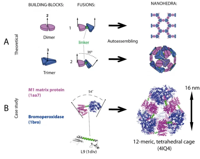 Figure 1.4: Design of protein nanohedra by Padilla et al. 2001. A) construction rules for a 2D layer and  octahedral  cage  by  fusing  a  3‐fold  and  a  2‐fold  object.  B)  Application  of  construction  rules  of  a  tetrahedron by fusing the M1 matrix