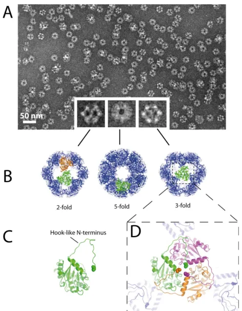 Figure 2.4: Structure of the icosahedral E2 core of the pyruvate dehydrogenase complex. A) Negative‐stain  electron micrograph of E2, recorded at 120 kV at a nominal magnification of 22000X. Insets show particles  viewed along the 2, 5 and 3‐fold axes. EM 