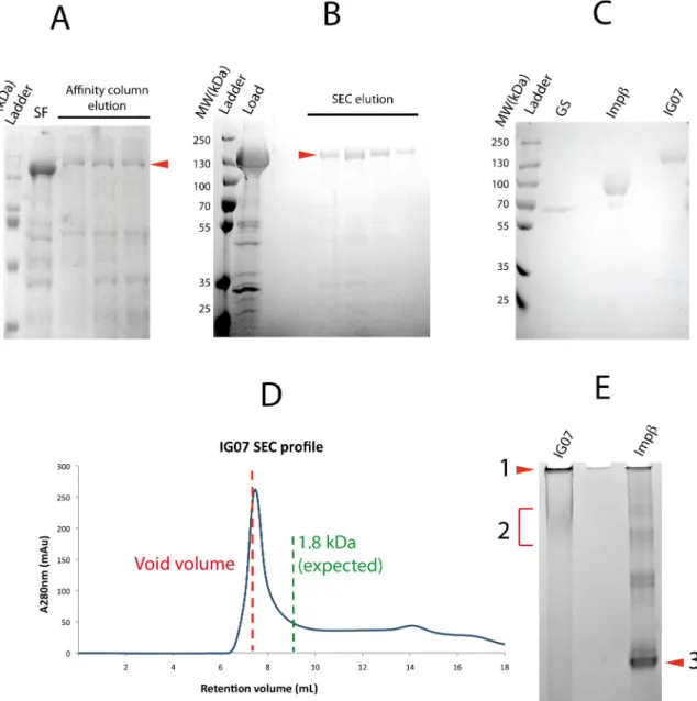 Figure  2.8:  Purification  and  preliminary  characterization  of  IG07.  A)  SDS‐PAGE  following  Impα  affinity  purification B) SDS‐PAGE following SEC purification and corresponding chromatogram. C) SDS‐PAGE analysis  showing different migration rates 